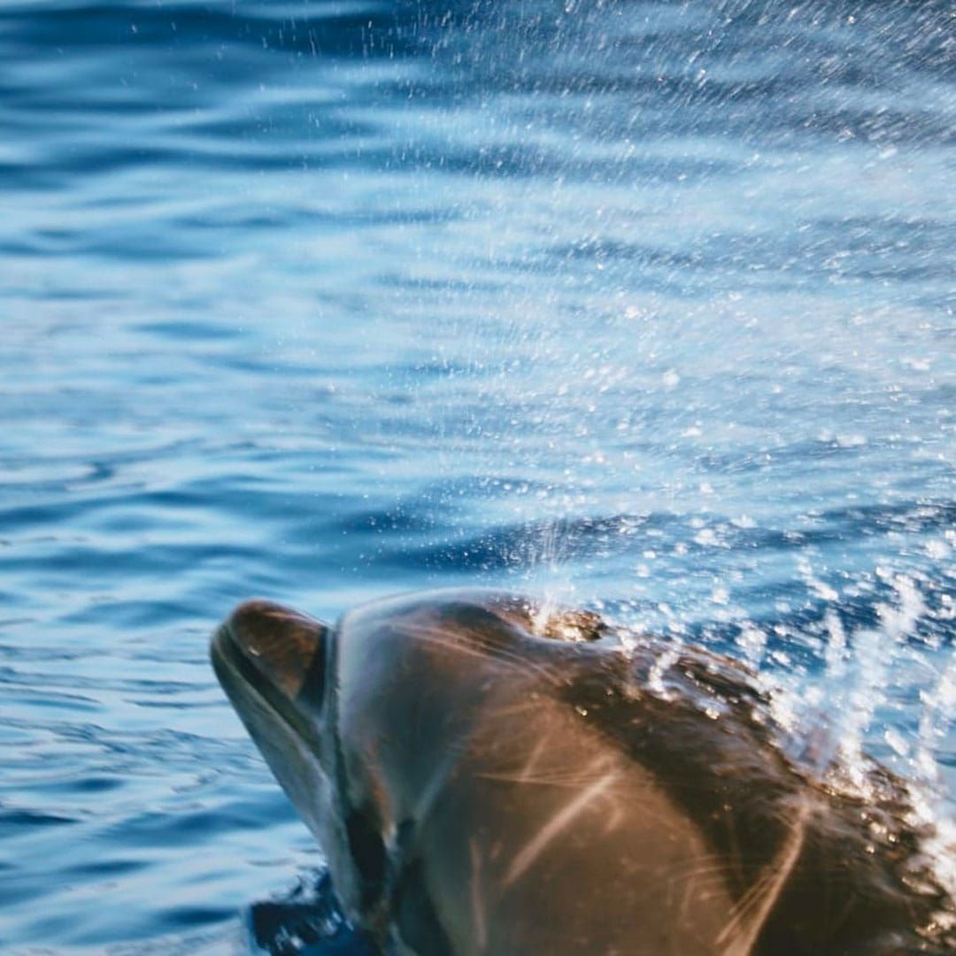 Delfiny podczas rejsu