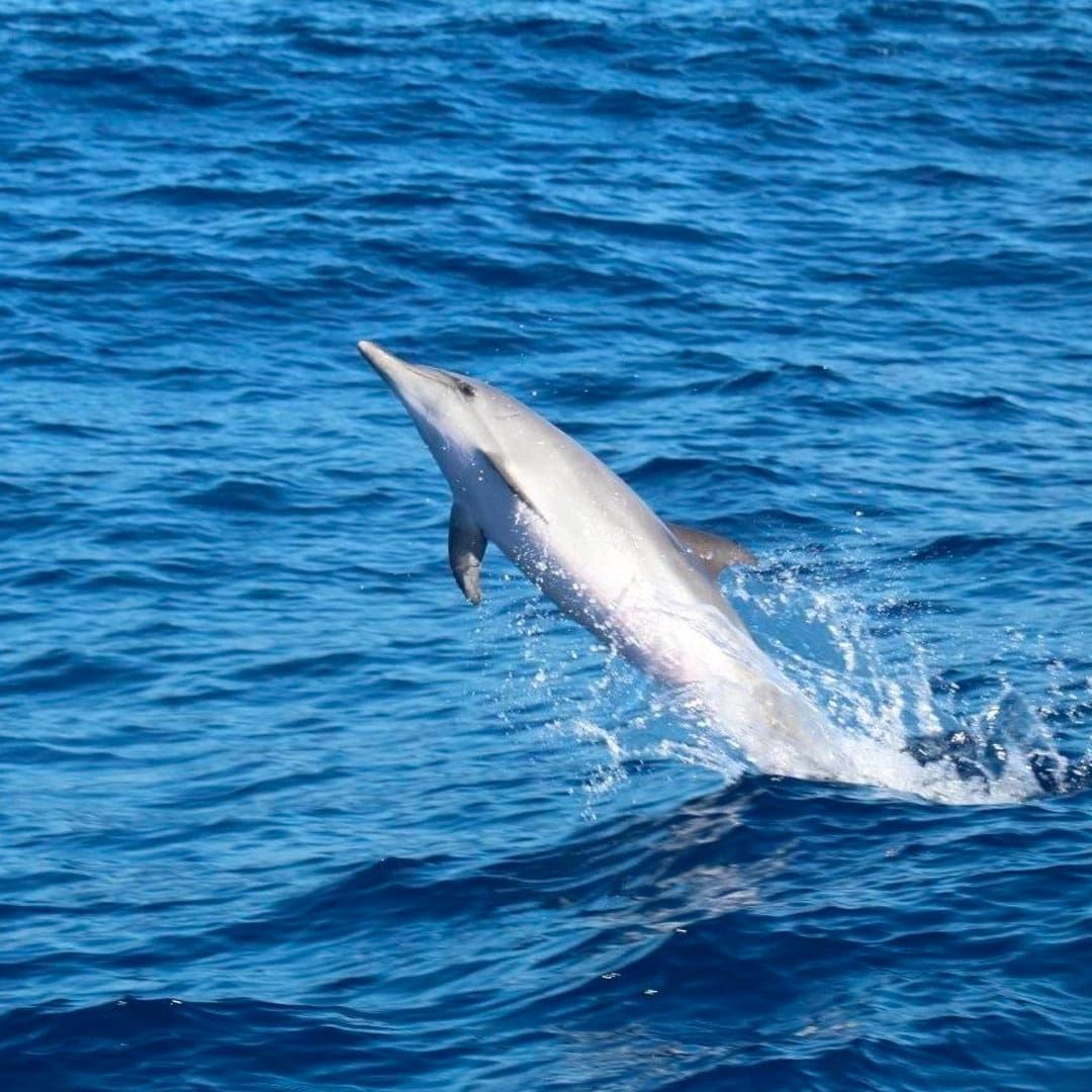 Obserwacja delfinów podczas rejsu katamaranem