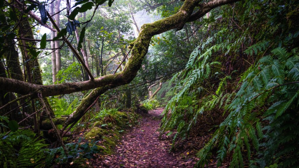 Góry Anaga Teneryfa - szlaki