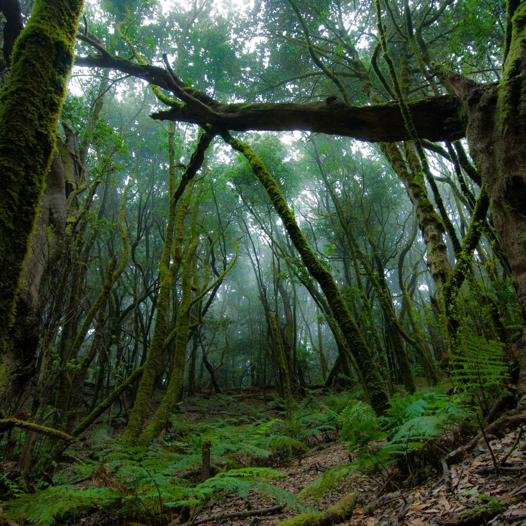 la gomera widok