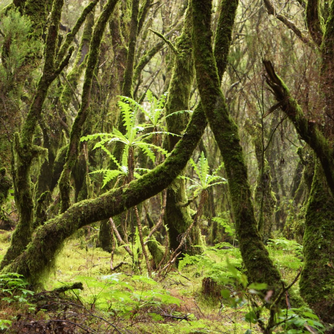 la gomera widok