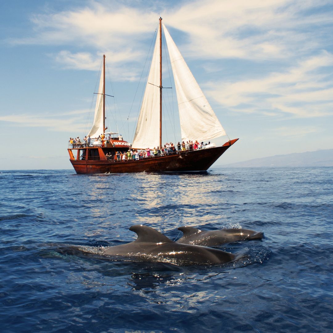 orientalny żaglowiec na teneryfie