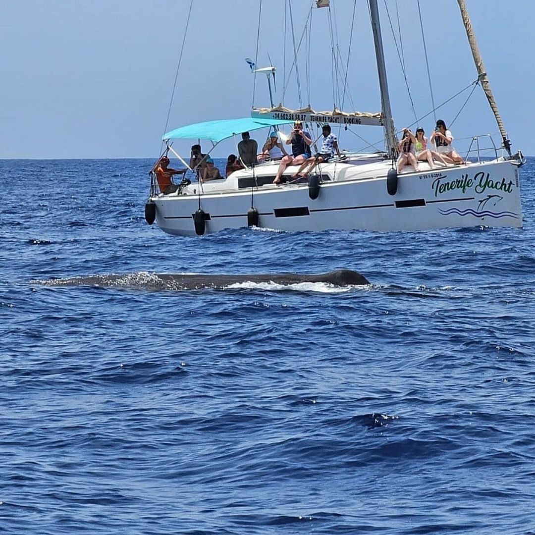 żaglówka na teneryfie