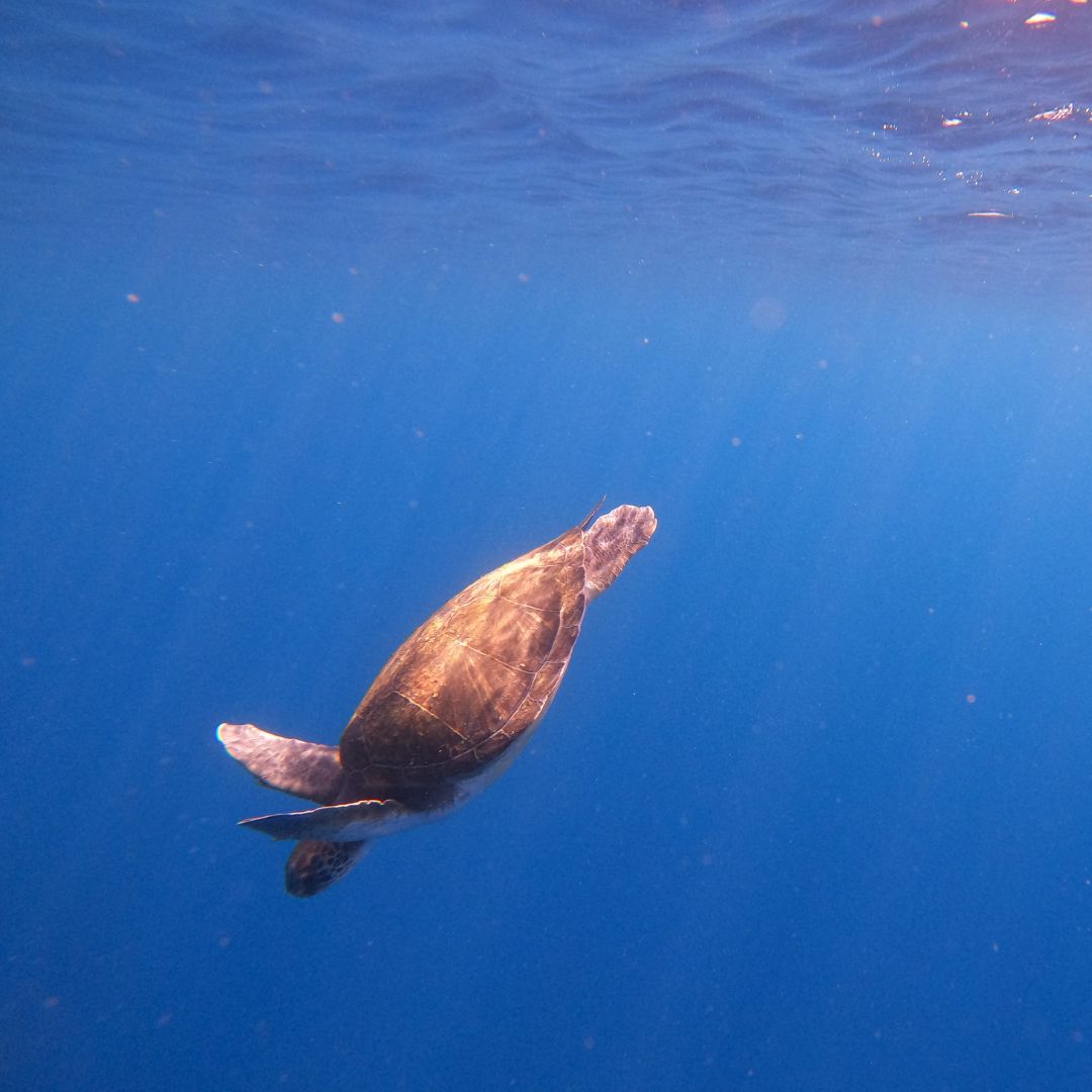żółtwie na teneryfie