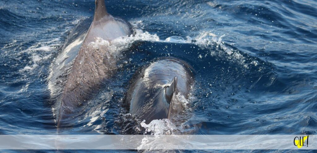 delfiny na teneryfie