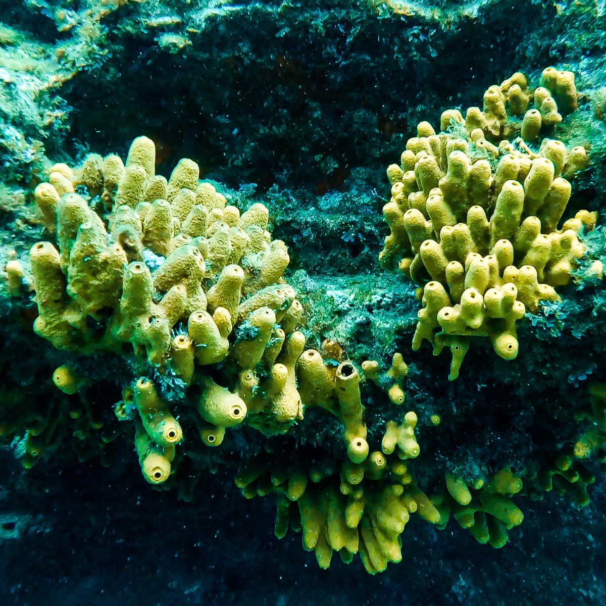 atrakcje na teneryfie