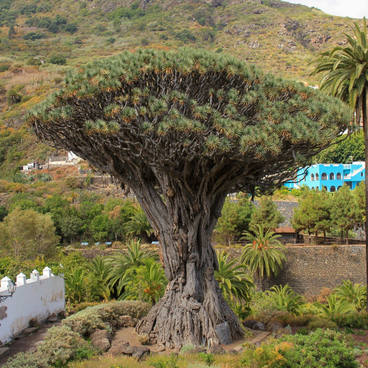 wycieczka-objazdowa-teneryfa-12