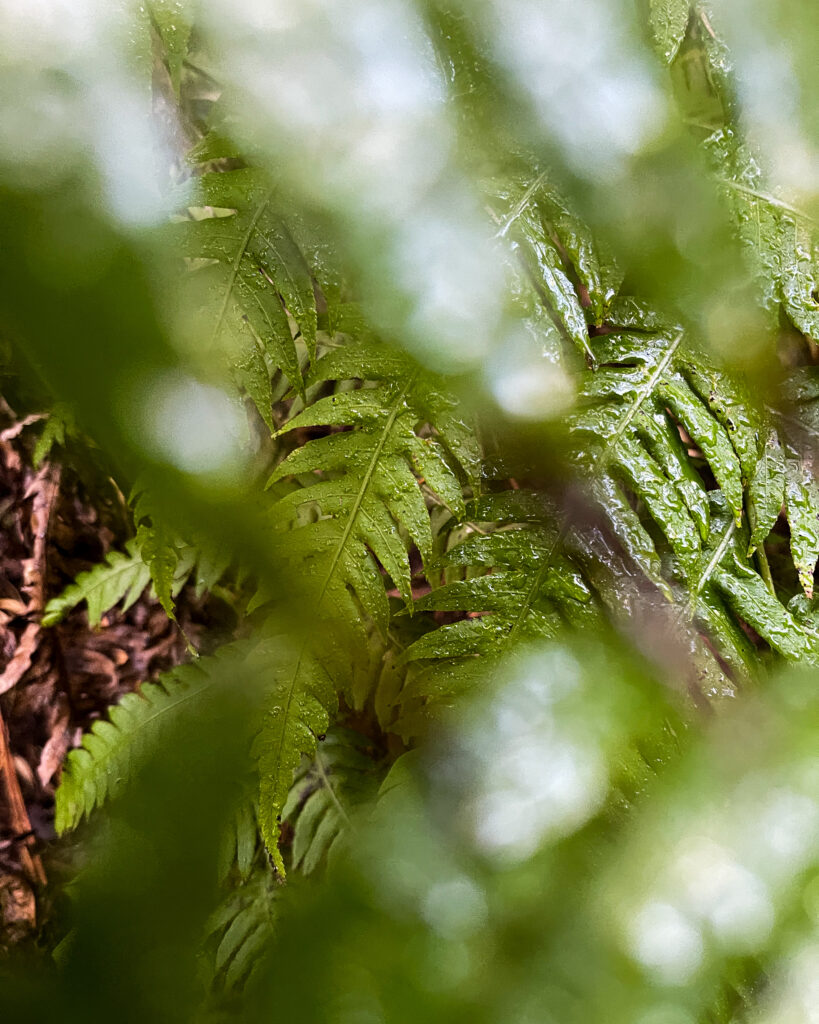 paprocie w górach anaga na teneryfie