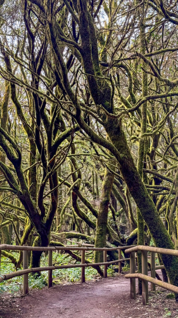 la gomera las wawrzynowy