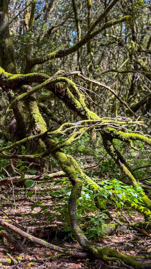 park garajonay la gomera