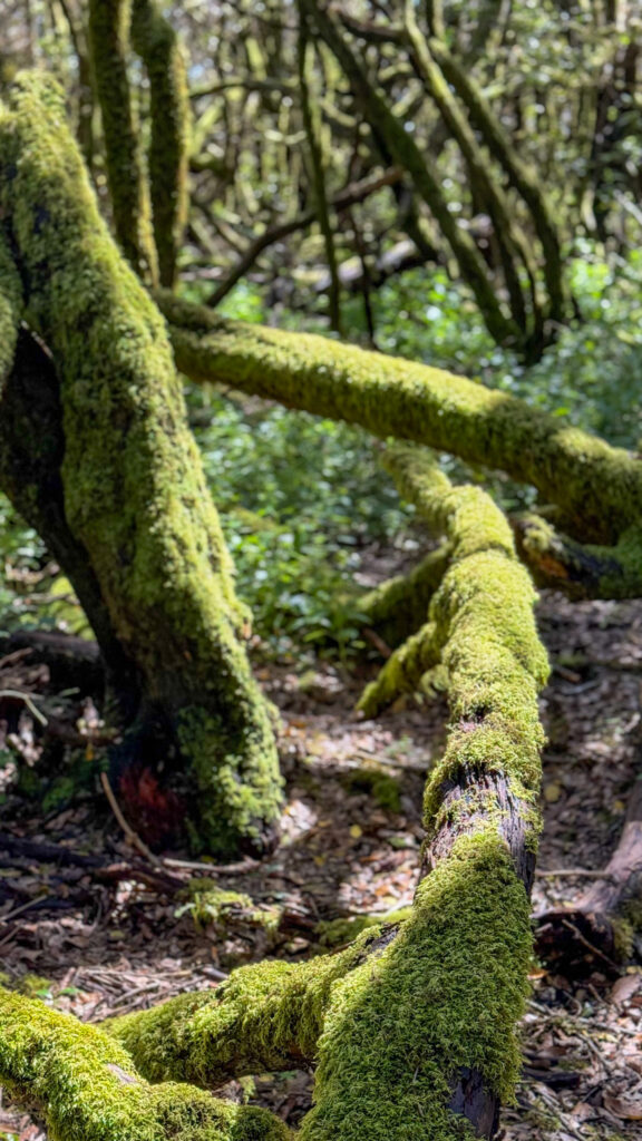 roślinność w parku garajonay na wyspie la gomera