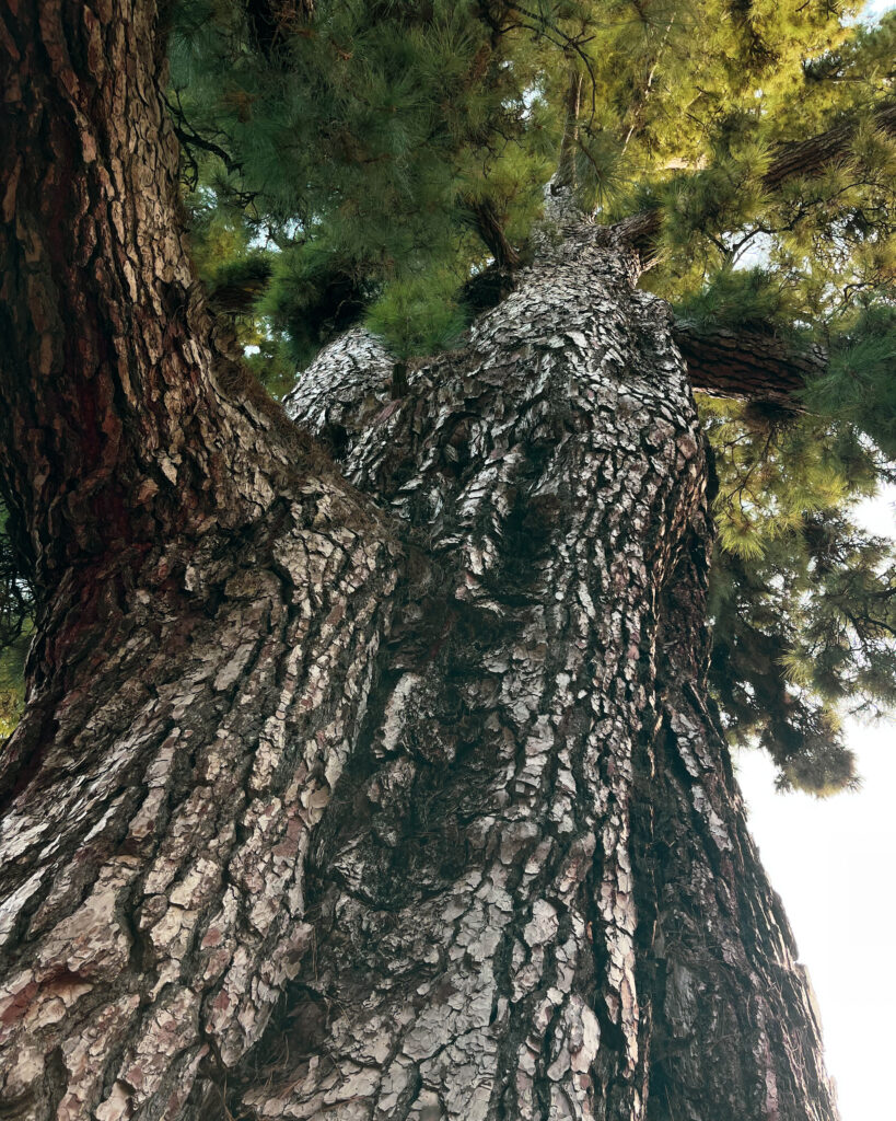 pino gordo na teneryfie - zbliżenie