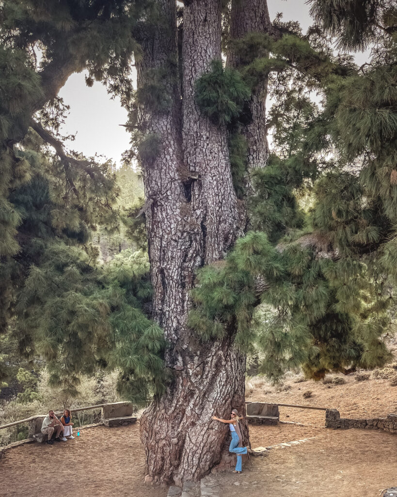 pino gordo na Teneryfie - widok z daleka