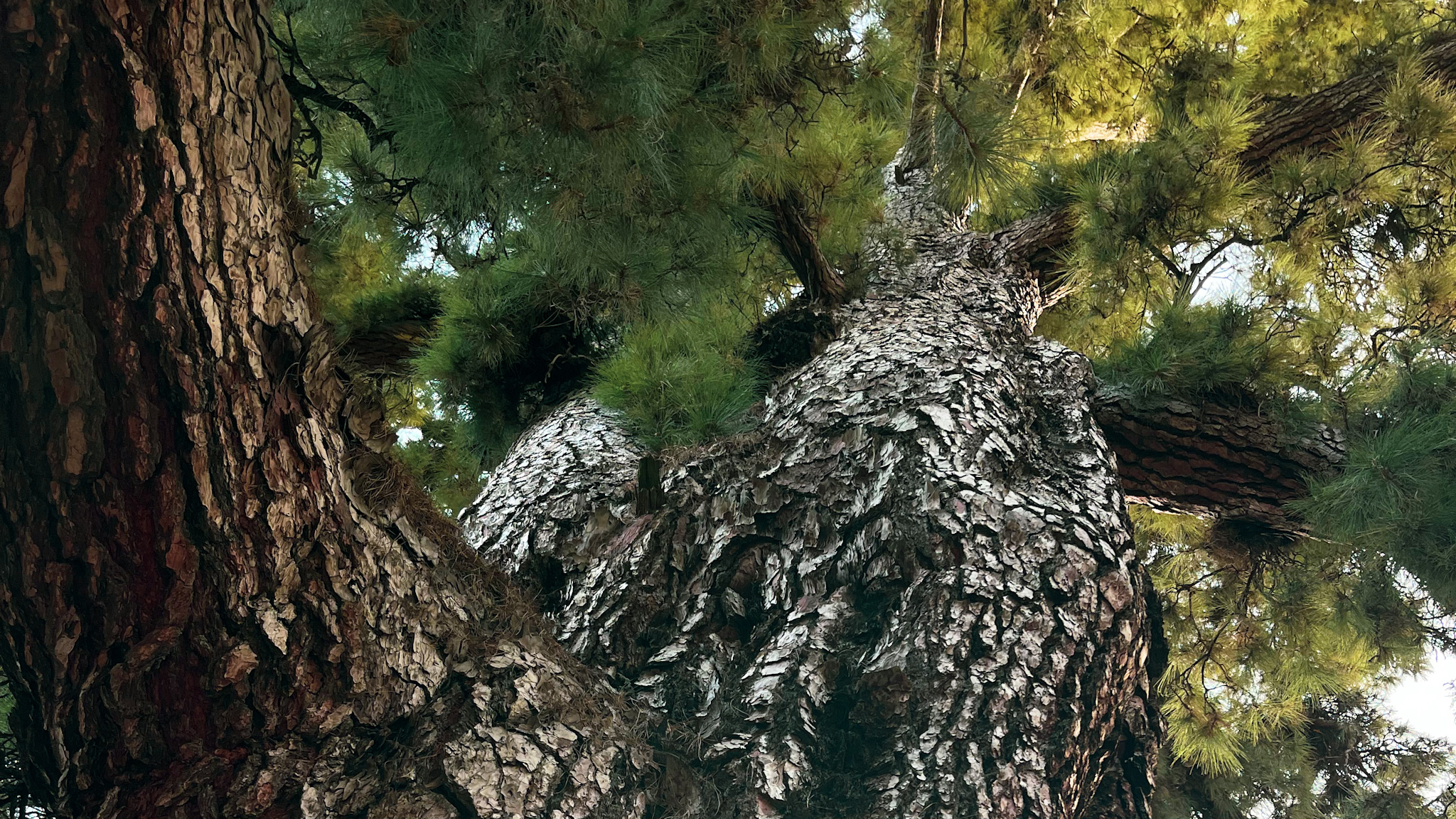 pino gordo teneryfa - gruba sosna