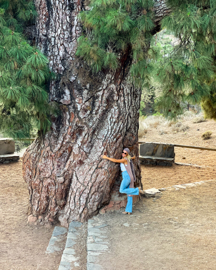 teneryfa - pino gordo