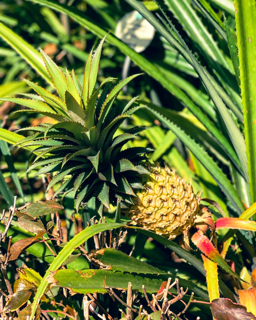 puerto de la cruz ogród botaniczny