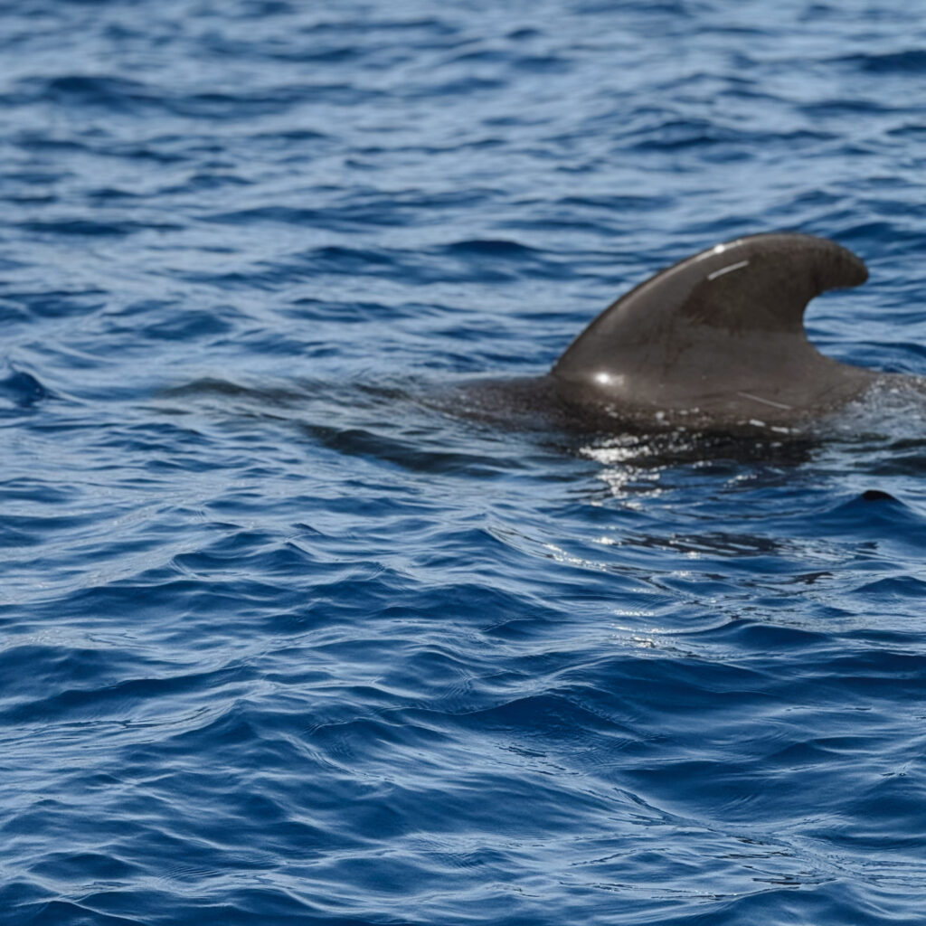 rejs na delfiny teneryfa