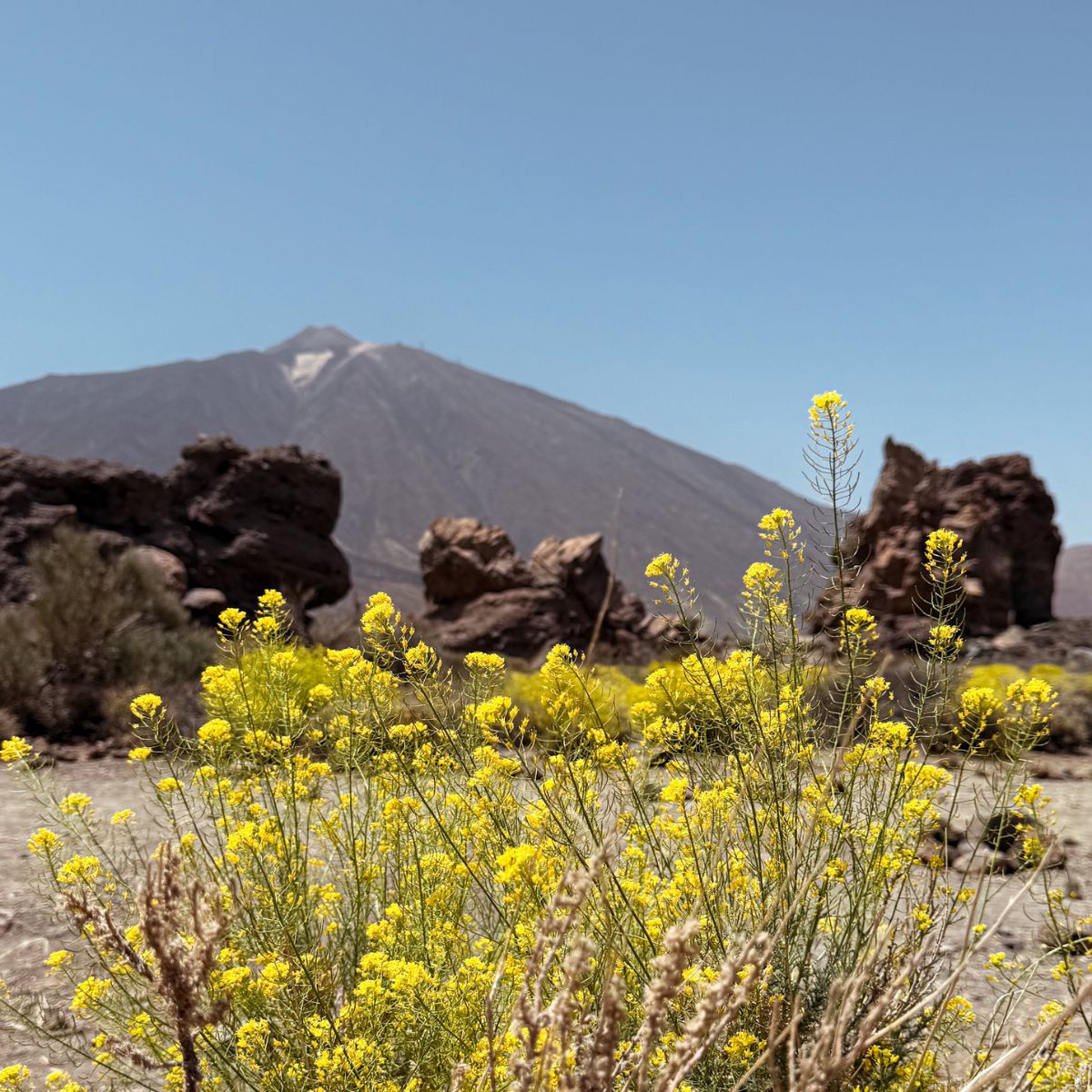 polskie biuro podróży na teneryfie - wycieczki do parku narodowego teide