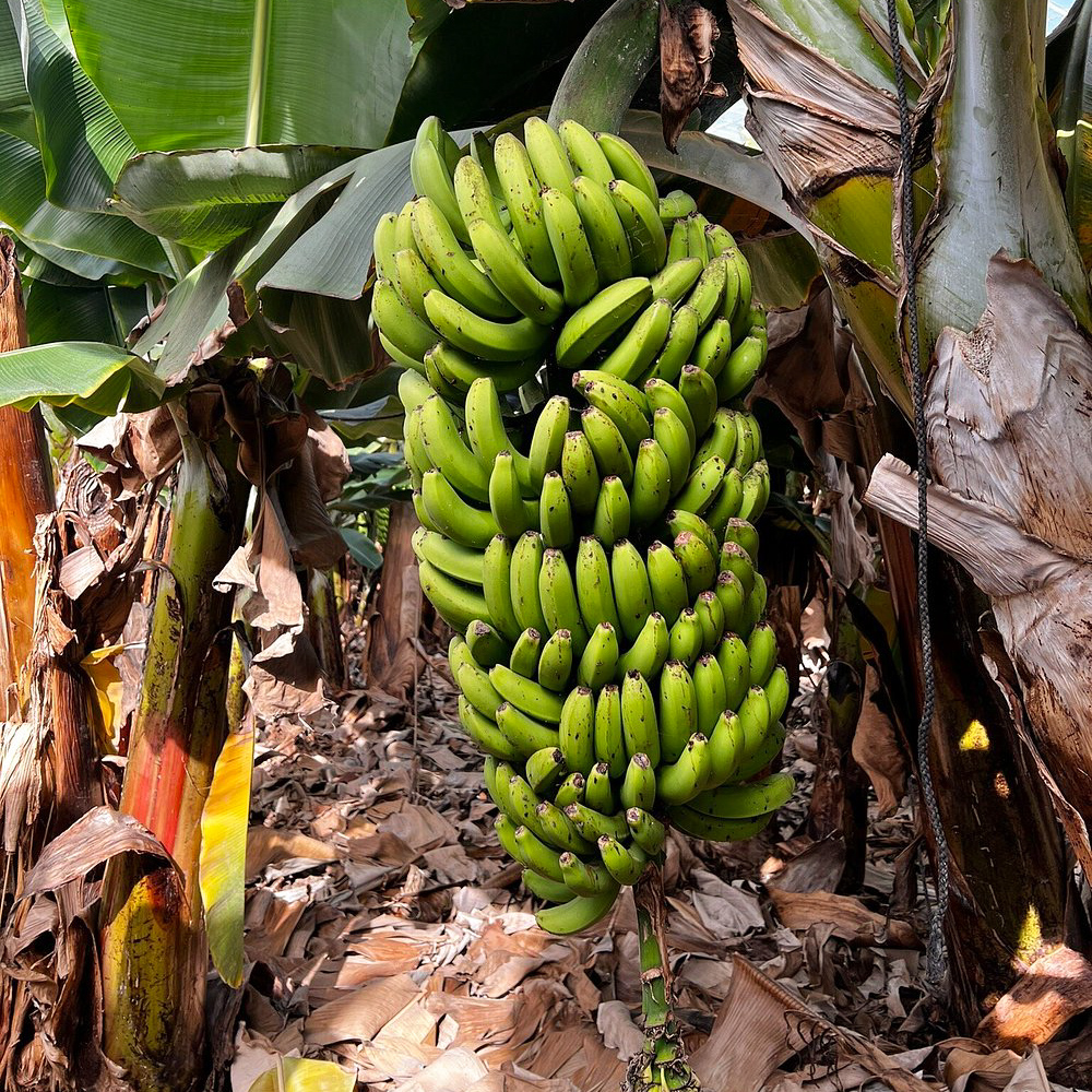 banany teneryfa