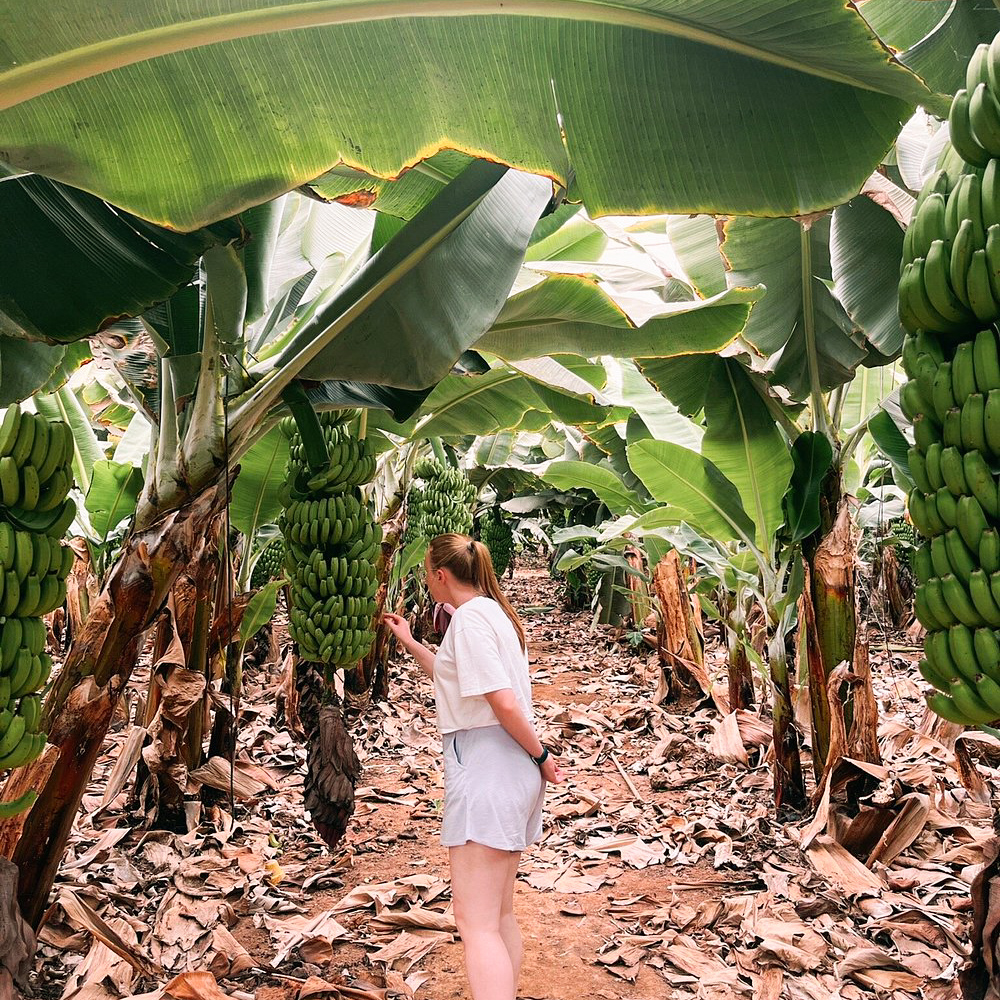 teneryfa plantacja bananowców