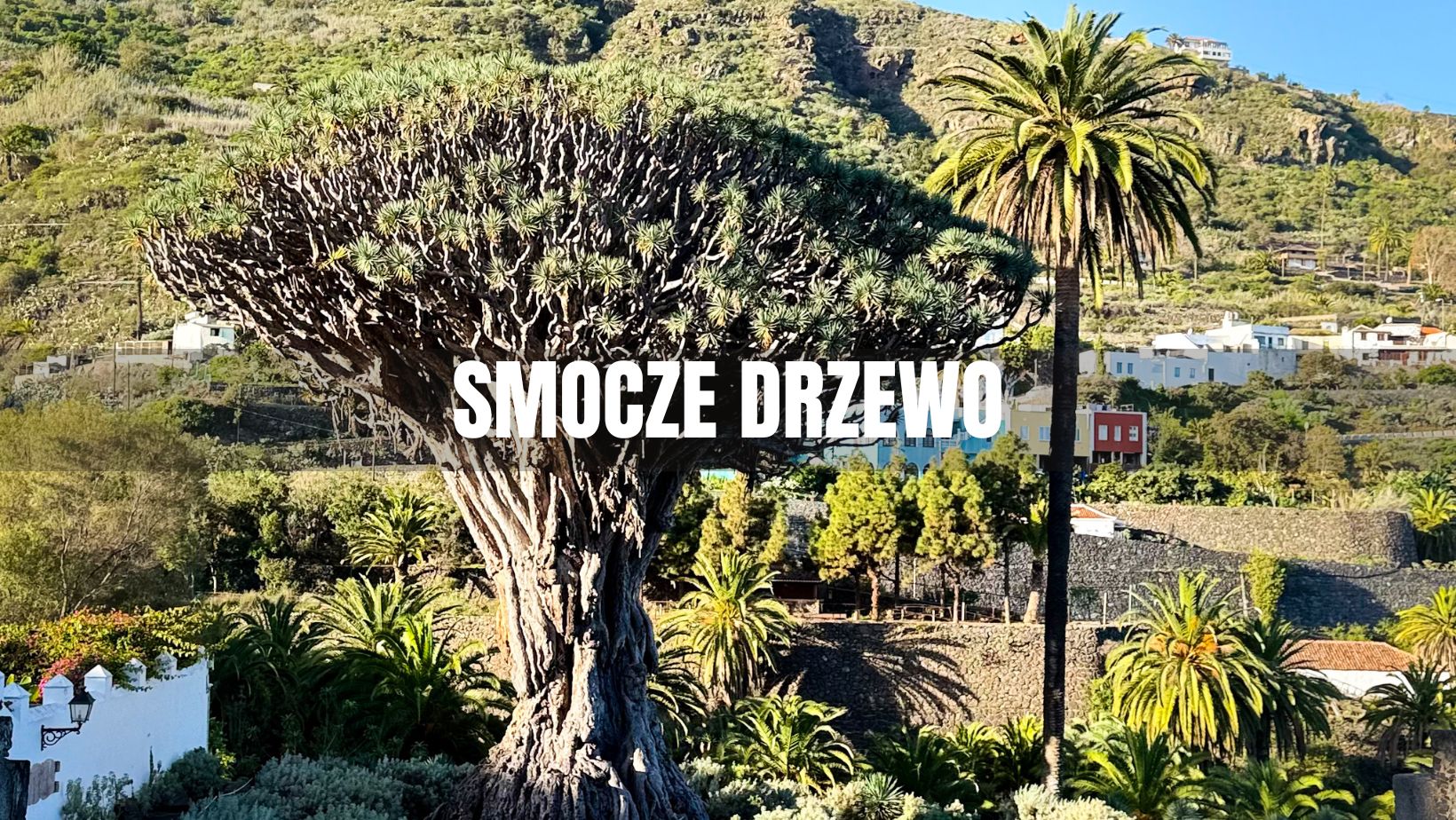 smocze drzewo